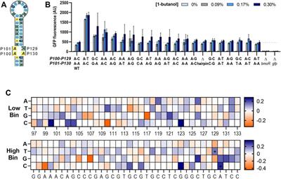 Elucidation of Sequence–Function Relationships for an Improved Biobutanol In Vivo Biosensor in E. coli